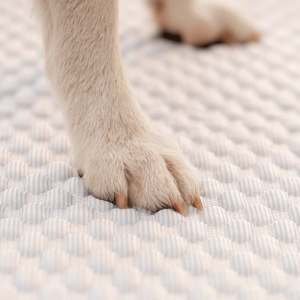 couch_cover_protect_furniture_pet.webp